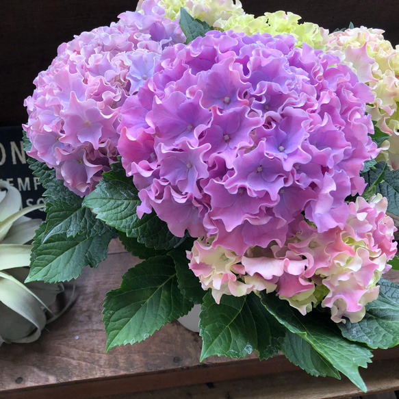 コーラルリーフ♡紫陽花♡アジサイ♡カップ咲き♡ 15枚目の画像