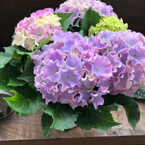コーラルリーフ♡5号♡紫陽花♡アジサイ♡カップ咲き♡ アートフラワー