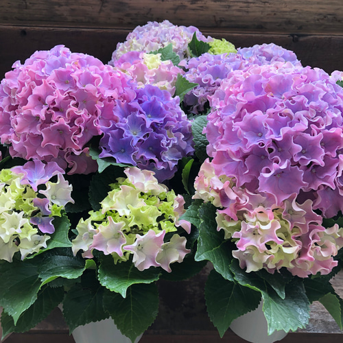コーラルリーフ♡5号♡紫陽花♡アジサイ♡カップ咲き♡ アートフラワー