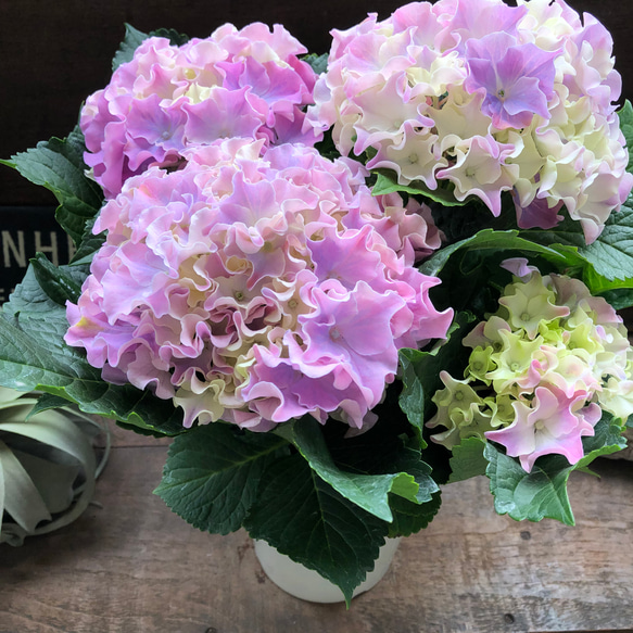 コーラルリーフ♡紫陽花♡アジサイ♡カップ咲き♡ 18枚目の画像