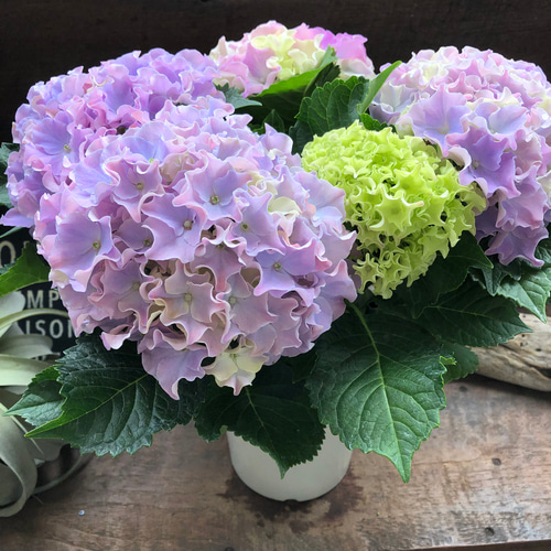 コーラルリーフ♡5号♡紫陽花♡アジサイ♡カップ咲き♡ アートフラワー