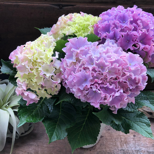 コーラルリーフ♡5号♡紫陽花♡アジサイ♡カップ咲き♡ アートフラワー