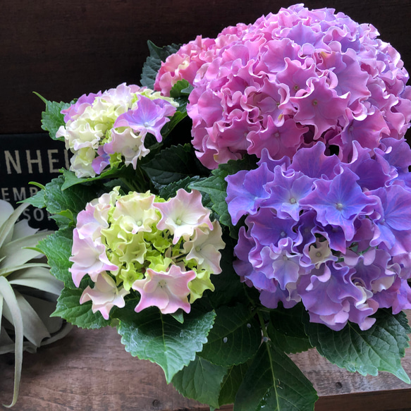 コーラルリーフ♡紫陽花♡アジサイ♡カップ咲き♡ 5枚目の画像