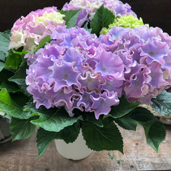 コーラルリーフ♡5号♡紫陽花♡アジサイ♡カップ咲き♡ アートフラワー
