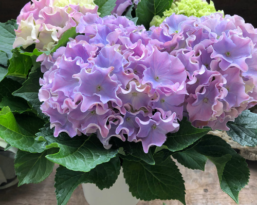 コーラルリーフ♡5号♡紫陽花♡アジサイ♡カップ咲き♡ アートフラワー