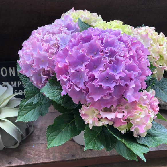 コーラルリーフ♡紫陽花♡アジサイ♡カップ咲き♡ 12枚目の画像