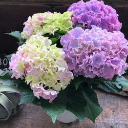 コーラルリーフ♡紫陽花♡アジサイ♡カップ咲き♡ 11枚目の画像