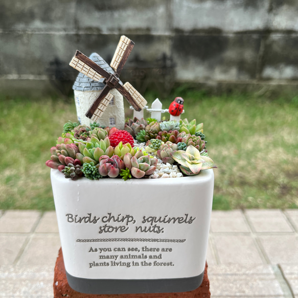 多肉植物の寄せ植え♡ナチュラルガーデン♡そのまま飾れる箱庭風