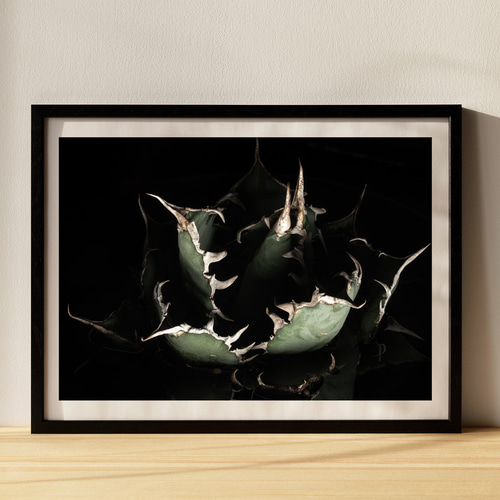 アガベ チタノタ 白鯨 インテリアアートポスター IVYL-150 多肉植物