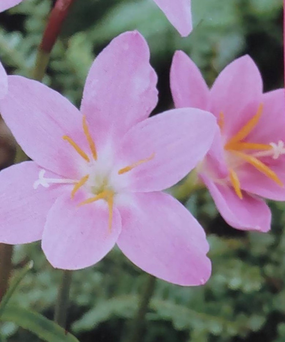 marimekko オレンジ 花瓶 フラワーベース レアカラー レッド 平田