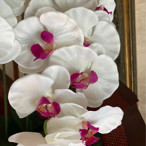 光触媒 人工観葉植物 ウォールグリーン フェイクグリーン 胡蝶蘭