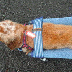 犬の４輪歩行器、中型犬歩行器（中型犬シートタイプ） 3枚目の画像