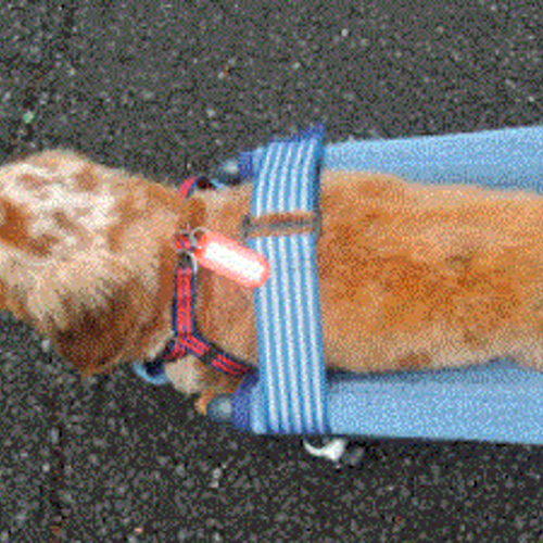 【代引き不可】 犬の4輪歩行器、中型犬歩行器（中型犬シートタイプ） ハウス ヘルスケア・介護用品