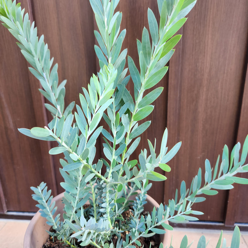 アカシア　ブルーブッシュ　テラコッタ鉢植え　苗　ミモザ　オージープランツ アカシア ブルーブッシュ テラコッタ鉢植え 苗 ミモザ オージー