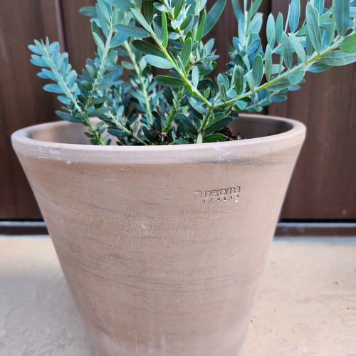 アカシア ブルーブッシュ テラコッタ鉢植え ミモザ苗 オージープランツ