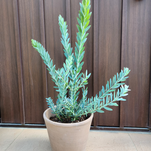 アカシア ブルーブッシュ スクエア型テラコッタ鉢植え 苗 ミモザ