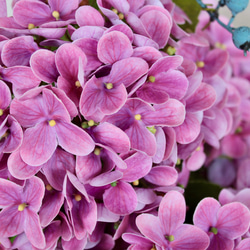 ピンク紫陽花3輪とブルーベリーの花束【花瓶別売り】 8枚目の画像