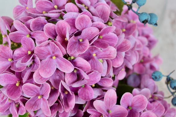 ピンク紫陽花3輪とブルーベリーの花束【花瓶別売り】 8枚目の画像