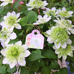 花鉢 クレマチス 花園 5号ポット つる性 大輪 宿根草 パテンス系 豪華