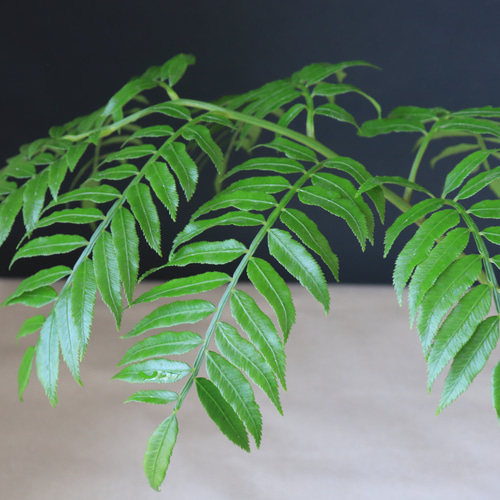 送料無料｜リュウビンタイ｜観葉植物｜観葉植物の苗｜植物の苗｜植物