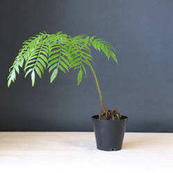 送料無料｜リュウビンタイ｜観葉植物｜観葉植物の苗｜植物の苗