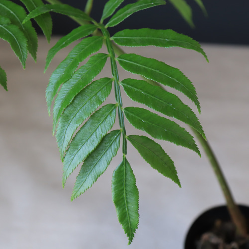 送料無料｜リュウビンタイ｜観葉植物｜観葉植物の苗｜植物の苗｜植物