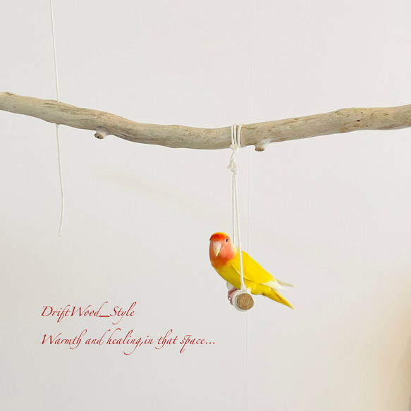 流木インテリア  シンプルな天然流木の小鳥の止まり木 吊り下げタイプ インコ 鳥 ブランコ 自然木 No.28 3枚目の画像