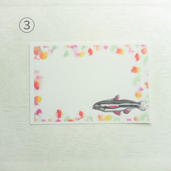 熱帯魚　ポストカード（合計５枚）　ギフト　誕生日　暑中見舞い　絵葉書　グッピー　ドワーフペンシルフィッシュ　水彩画 4枚目の画像