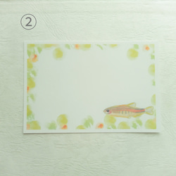 熱帯魚　ポストカード（合計５枚）　ギフト　誕生日　暑中見舞い　絵葉書　グッピー　ドワーフペンシルフィッシュ　水彩画 3枚目の画像