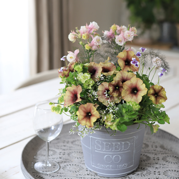 プラ鉢に♪大人カワイイペチュニアのギャザリング寄せ植え ドライ