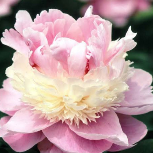 A ソルベット苗】三段ポール咲き 芳香ボール咲 芍薬は春の花