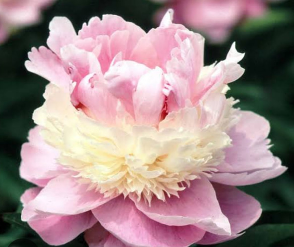 陶板　芍薬の花 陶板 芍薬の花 陶板 芍薬の花