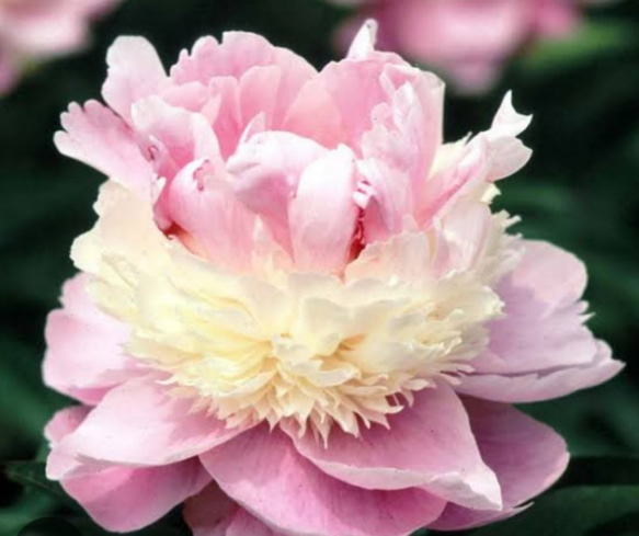 シャクヤク（芍薬） 形も色もこんなに色々あるなんて知らなかっ