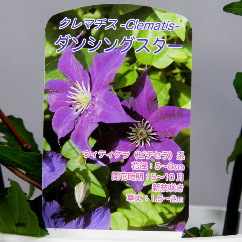 ミキ出品　クレマチス6鉢 クレマチス：ミニベル6号鉢植え（テキセンシス系原種） の通販