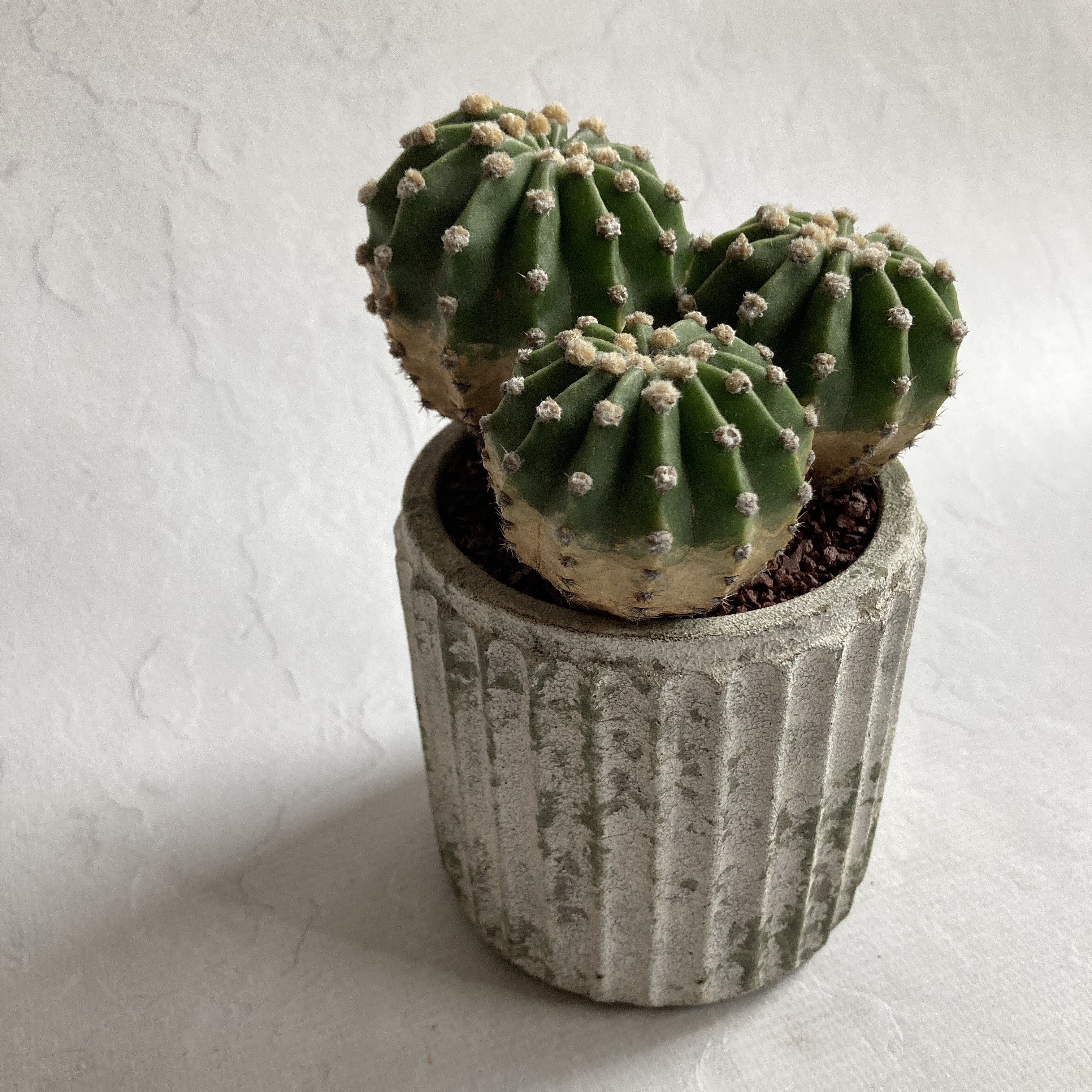 丸型　綺麗です　帝冠　サボテン　接木　良型 2025年最新】サボテン 帝冠の人気アイテム - メルカリ