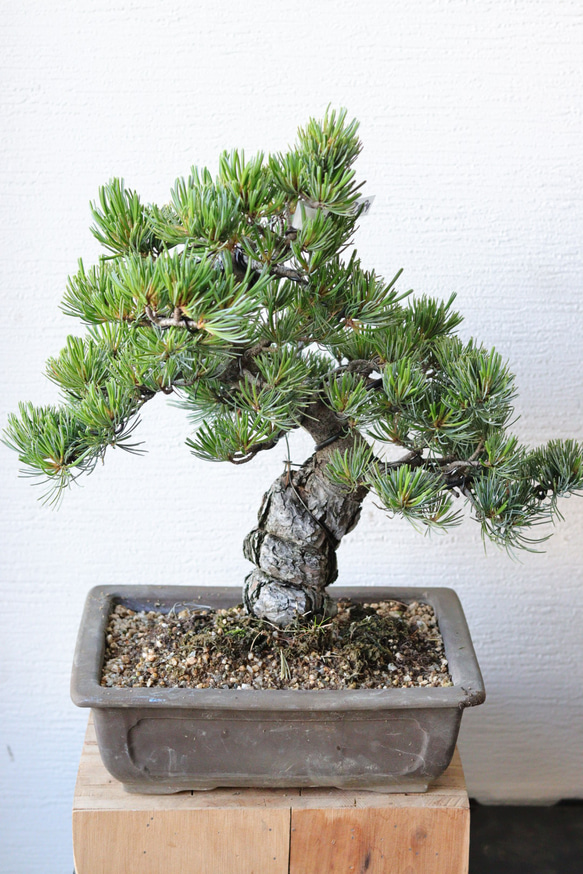 インテリア盆栽「五葉松」 盆栽 ReBonsai 通販 13955347｜Creema