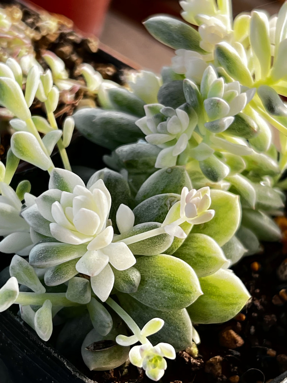 プロリフェラ錦♡⃛葉挿し＊多肉植物 3枚目の画像