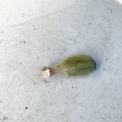 プロリフェラ錦♡⃛葉挿し＊多肉植物 2枚目の画像
