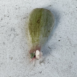 プロリフェラ錦♡⃛葉挿し＊多肉植物 1枚目の画像