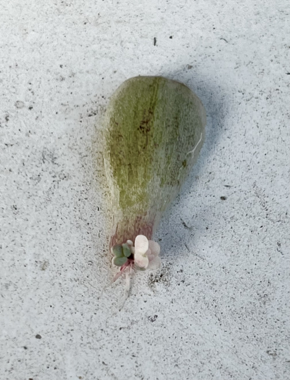 プロリフェラ錦♡⃛葉挿し＊多肉植物 1枚目の画像