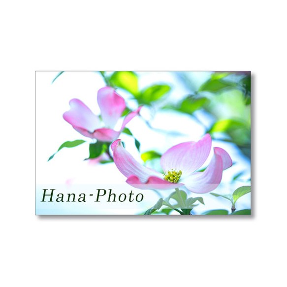 1633) 美しく、輝く花水木の花（白、ピンク）   ポストカード5枚組　 3枚目の画像