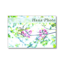 1633) 美しく、輝く花水木の花（白、ピンク）   ポストカード5枚組　 1枚目の画像