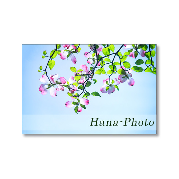 1633) 美しく、輝く花水木の花（白、ピンク）   ポストカード5枚組　 5枚目の画像