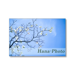 1633) 美しく、輝く花水木の花（白、ピンク）   ポストカード5枚組　 4枚目の画像