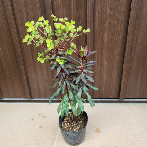 ユーフォルビア ブラックバード ポット苗 カラーリーフ 寄せ植え 盆栽