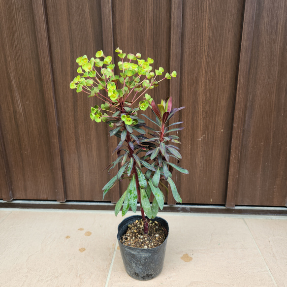 ユーフォルビア ブラックバード ポット苗 カラーリーフ 寄せ植え 盆栽