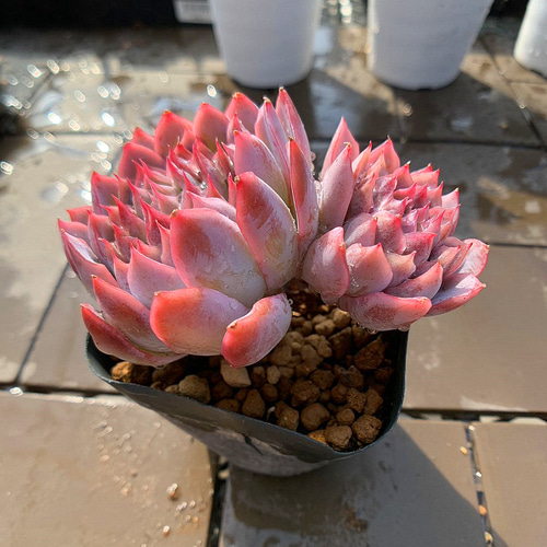 農園直売 多肉植物 寄せ植え エケベリア属 バイオレットクイーン（2頭