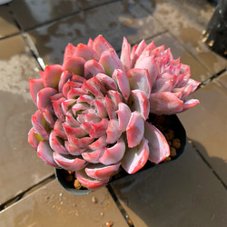 農園直売 多肉植物 寄せ植え エケベリア属 バイオレットクイーン（2頭