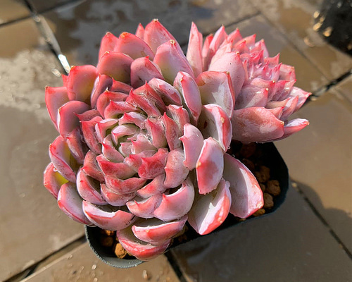 9c66f384e41c242ca11d32dcef296f