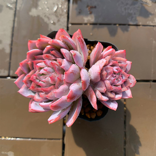 農園直売 多肉植物 寄せ植え エケベリア属 バイオレットクイーン（2頭